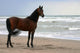 Beauty Beach Wall Decal