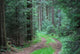 Forest road Wall Mural