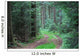 Forest road Wall Mural