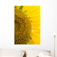 Sunflower Macro Wall Mural