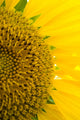 Sunflower Macro Wall Mural