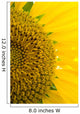 Sunflower Macro Wall Mural