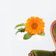 Calendula isolated on white Wall Decal