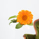 Calendula isolated on white Wall Decal