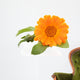 Calendula isolated on white Wall Decal
