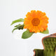 Calendula isolated on white Wall Decal
