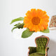 Calendula isolated on white Wall Decal