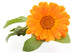 Calendula isolated on white Wall Decal
