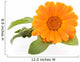 Calendula isolated on white Wall Decal