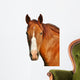 Horses Head Wall Decal