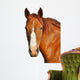 Horses Head Wall Decal