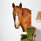 Horses Head Wall Decal