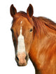 Horses Head Wall Decal