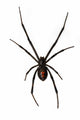 Black Widow Spider Wall Decal