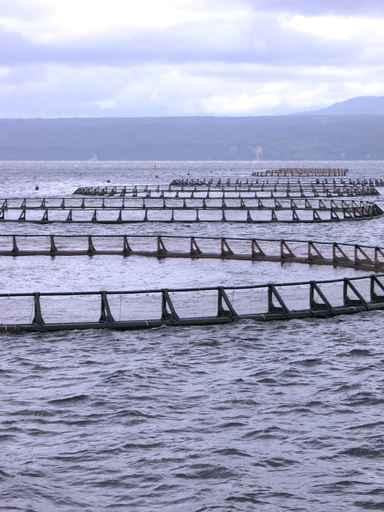 Salmon Farm Wall Decal