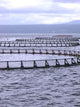 Salmon Farm Wall Decal