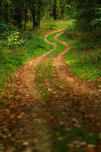 Forest Road Wall Decal Design 2