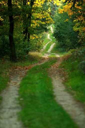 Forest Road Wall Decal Design 1