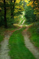 Forest Road Wall Decal Design 1