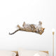 Young leopardus in studio Wall Decal