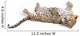 Young leopardus in studio Wall Decal
