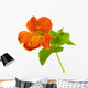 mimulus Wall Decal