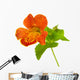 mimulus Wall Decal