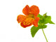 mimulus Wall Decal