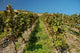 Vineyard Rhine Wall Decal
