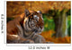 Bengal Tiger Wall Mural
