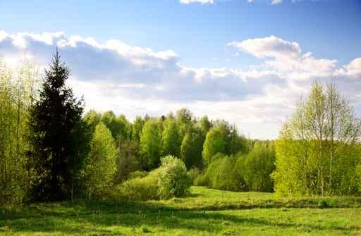 Sunset Spring Forest Wall Decal Design 1