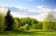 Sunset Spring Forest Wall Decal Design 1