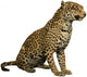Wild Leopard Sitting Wall Decal