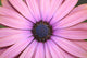 Daisy up and Personal Wall Mural