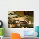 exotic white frog, albino Wall Mural