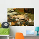exotic white frog, albino Wall Mural
