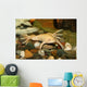exotic white frog, albino Wall Mural