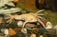 exotic white frog, albino Wall Mural