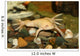 exotic white frog, albino Wall Mural