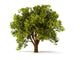 3d summerl tree Wall Decal