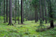 Forest 01 Wall Mural