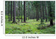 Forest 01 Wall Mural