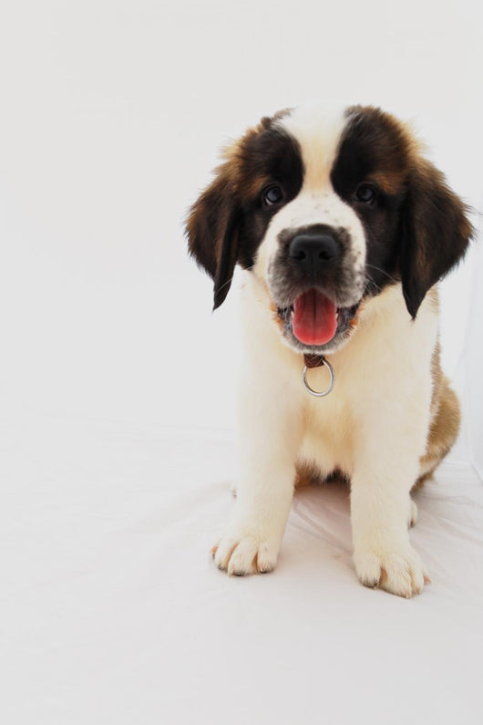 Puppy Saint Bernard Wall Decal