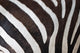 Zebra Wall Mural