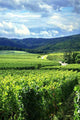 Vineyard and Small Village Wall Decal