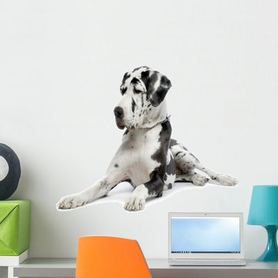 Great Dane Wall Decal shown on a wall