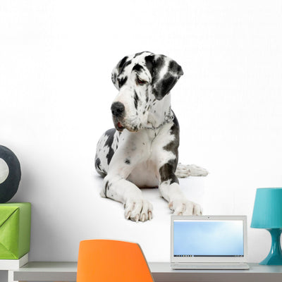 Great Dane Wall Decal shown on a wall