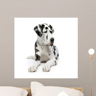 Great Dane shown on a wall