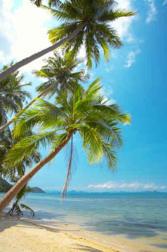 Palms Wall Decal
