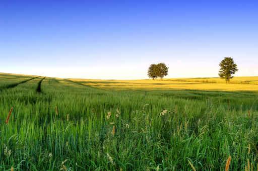 Summer Landscape 3 Wall Decal